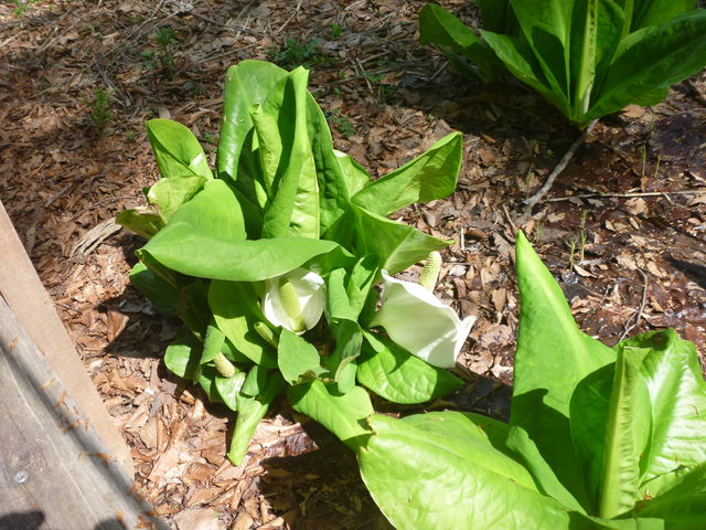 ^{剤̋SԎRiԌkJj̓eʐ^2