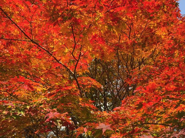 �g�t_�V�䍂����