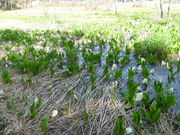 ^{剤̋SԎRiԌkJj̓eʐ^1