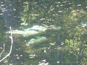 ^{剤̋SԎRiԌkJj̓eʐ^6