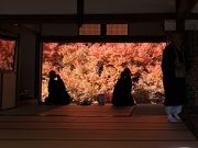 �Ђł���񂳂�̒A�n�������h�E�_���c�c�W�̓��e�ʐ^1