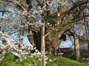 ^{剤̑f_Ђ̐_̓eʐ^3