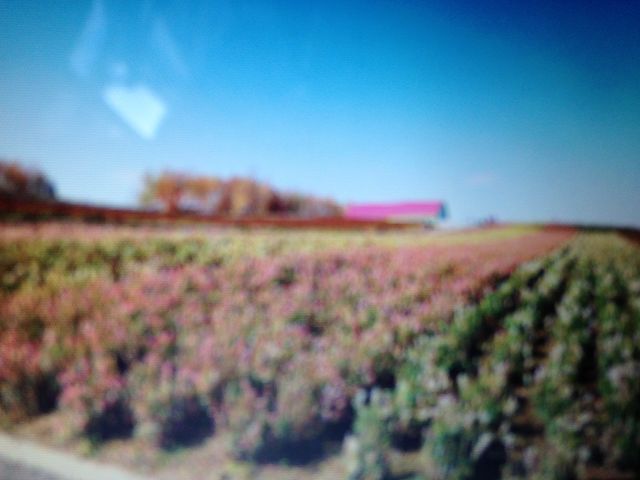 ����_�l�G�ʂ̋u