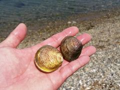 shige̐ԕ䓂DTr[`ւ̓eʐ^1