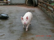 ܂񂽂낳̍ʎ{q@TC{NK[f΂̂Ђ΂̓eʐ^1