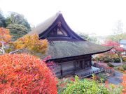 ���ڂ炳��̏�y���{���̓��e�ʐ^1