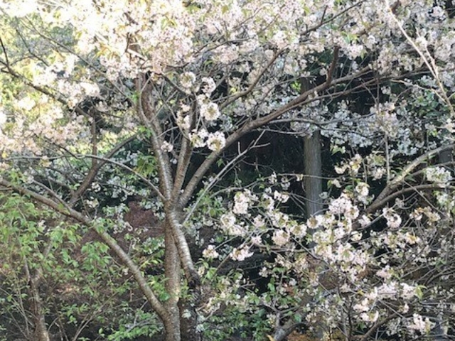 �R�剡�̃q�}������_�L���̂��݂��� ���厛