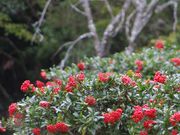 �A���X����̐ΎR���{���̓��e�ʐ^1