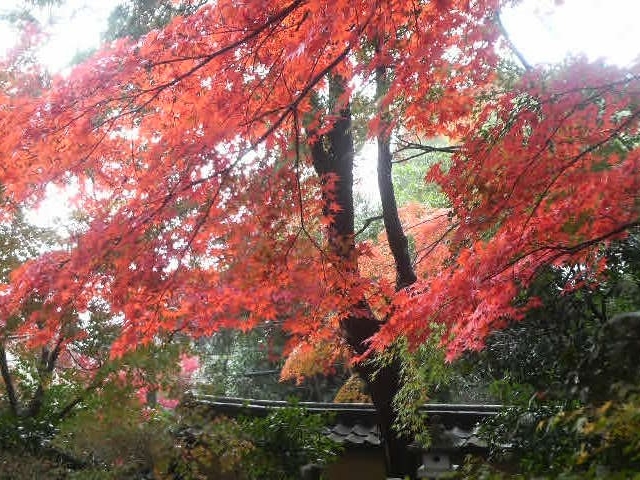 �h�ю��̍g�t_�h�ю�