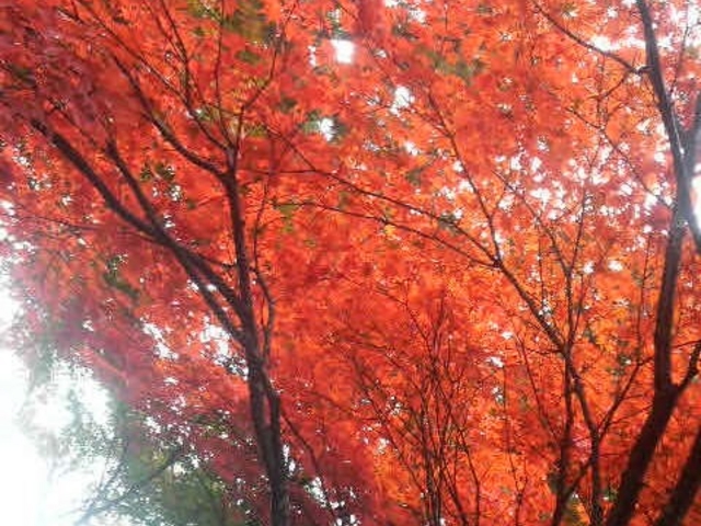 �h�ю��̍g�t_�h�ю�