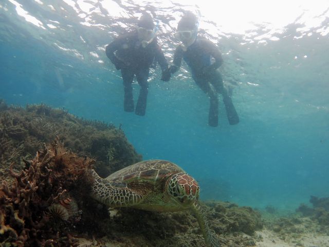 �E�~�K���V���m�[�P�����O_�A�}�~�G���V�X