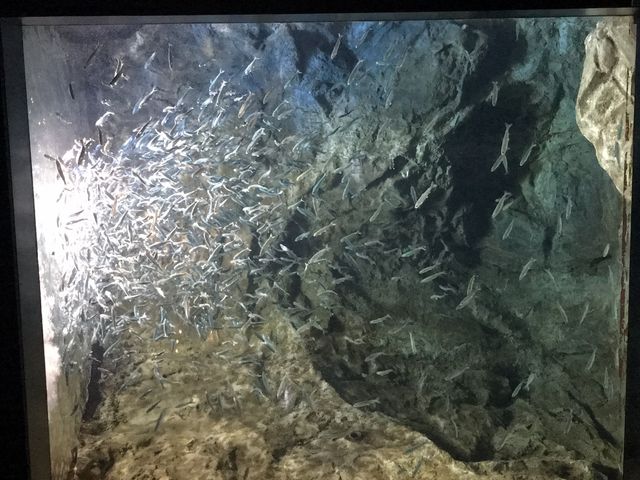 ���̒t��_�T�P�̂ӂ邳�Ɛ�ΐ�����