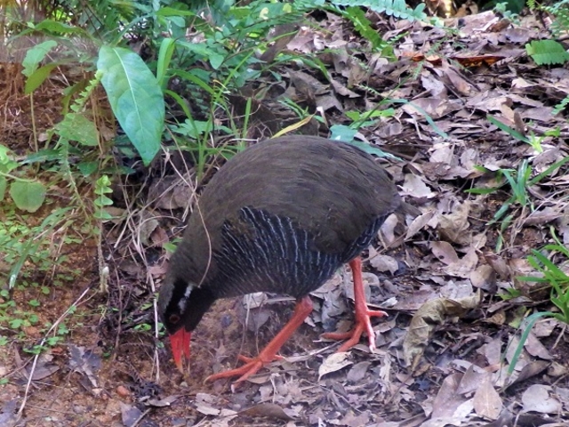 �H�ו��𕨐F��_�����o���N�C�i���ԓW���w�K�{��