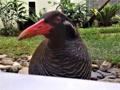 ヤンバルクイナ生態展示学習施設 アクセス 営業時間 料金情報 じゃらんnet