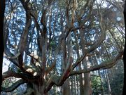 ނ炳񂳂̍Xh_Ђ̓eʐ^1