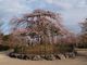 かずかずさんの宇治川畔の桜並木への投稿写真4