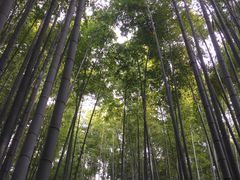 �񍑎��̒|�т̎ʐ^1