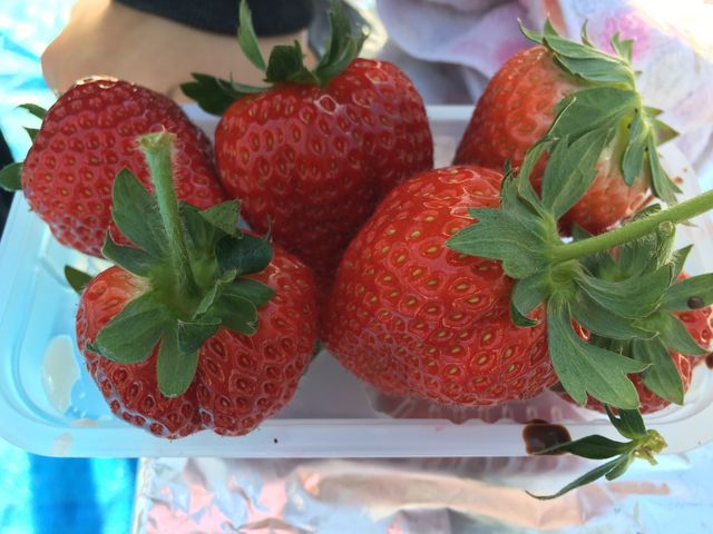 ������_MIGAKI FARM(��ICHIGO WORLD)