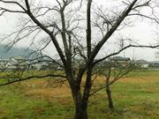 �ڂ肳��̌S���p���Ղ̓��e�ʐ^5