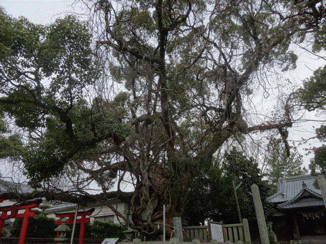 ney����̘V���_�Ђ̃N�X�m�L�̓��e�ʐ^1