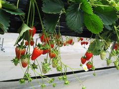 ܂̃v[q̔̌ւ̓eʐ^1