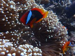 ˂̐̓A@Dive@ւ̓eʐ^1