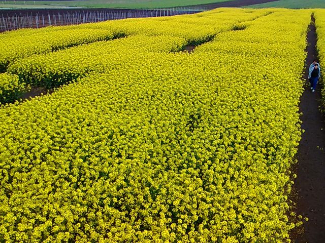 ��ʂ̍؂̉Ԕ�_���l���̍؂̉Ԕ�