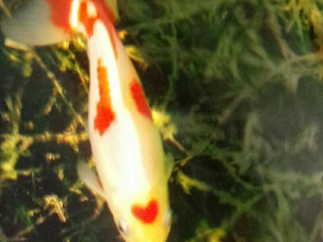 �A�N�A�}�������Ȃ킵��J���Z�~������