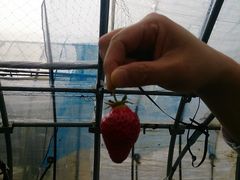 ԂԂ邳̃Xgx[t@[21]ԓXւ̓eʐ^1