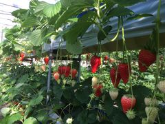 ̂񂿂񂳂̘h_ւ̓eʐ^1