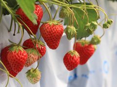 earthBaby Berry Farmւ̓eʐ^1