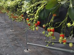 ̊ЃWFCGC܂t@[ւ̓eʐ^1