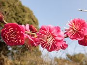 �ڂ肳��̔~�ю��O���̔~�̓��e�ʐ^4