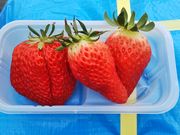 ̊ЃWFCGC܂t@[̓eʐ^3