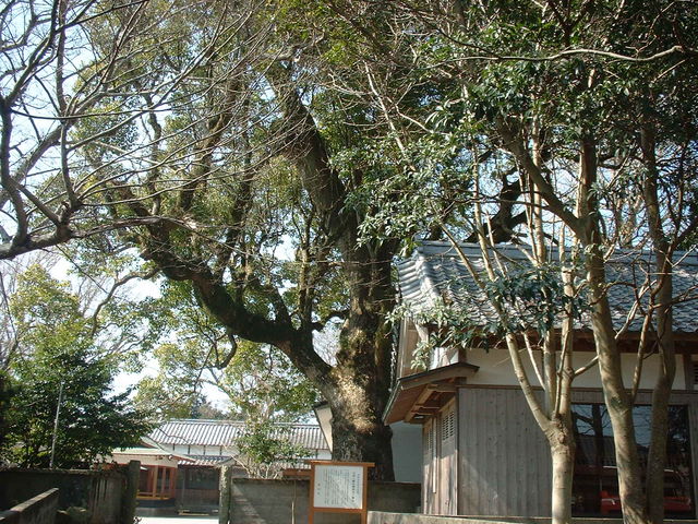 �Ԃ���񂳂�̑�є����Ђ̃N�X�̓��e�ʐ^2