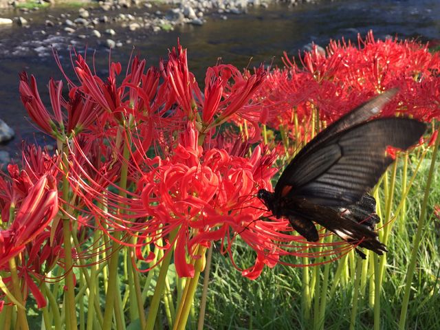 �Ă̏I���ɂ͐쉈���ɔފ݉Ԃ��炫�����I_�߉�����