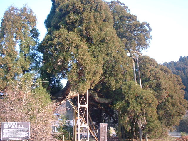 ��_����ɐ�