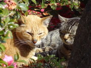 񂳂̍rqK[fvŨx_[̓eʐ^4