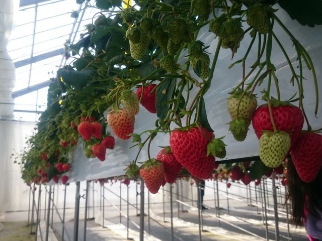 C`SwHׂāxƑiĂ܂()_x[Yt@[@FUSHIMI