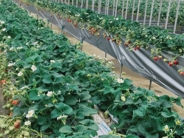 �r�j�[���n�E�X�͒g���� ���������C�`�S��I�Ԋy������_�܂ق�t�@�[��