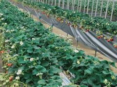 ^b`̂܂قt@[ւ̓eʐ^2