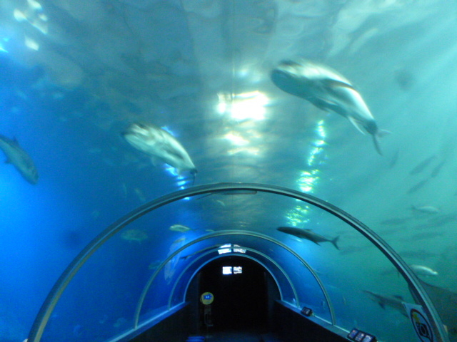 �C���g���l��_���{�C������