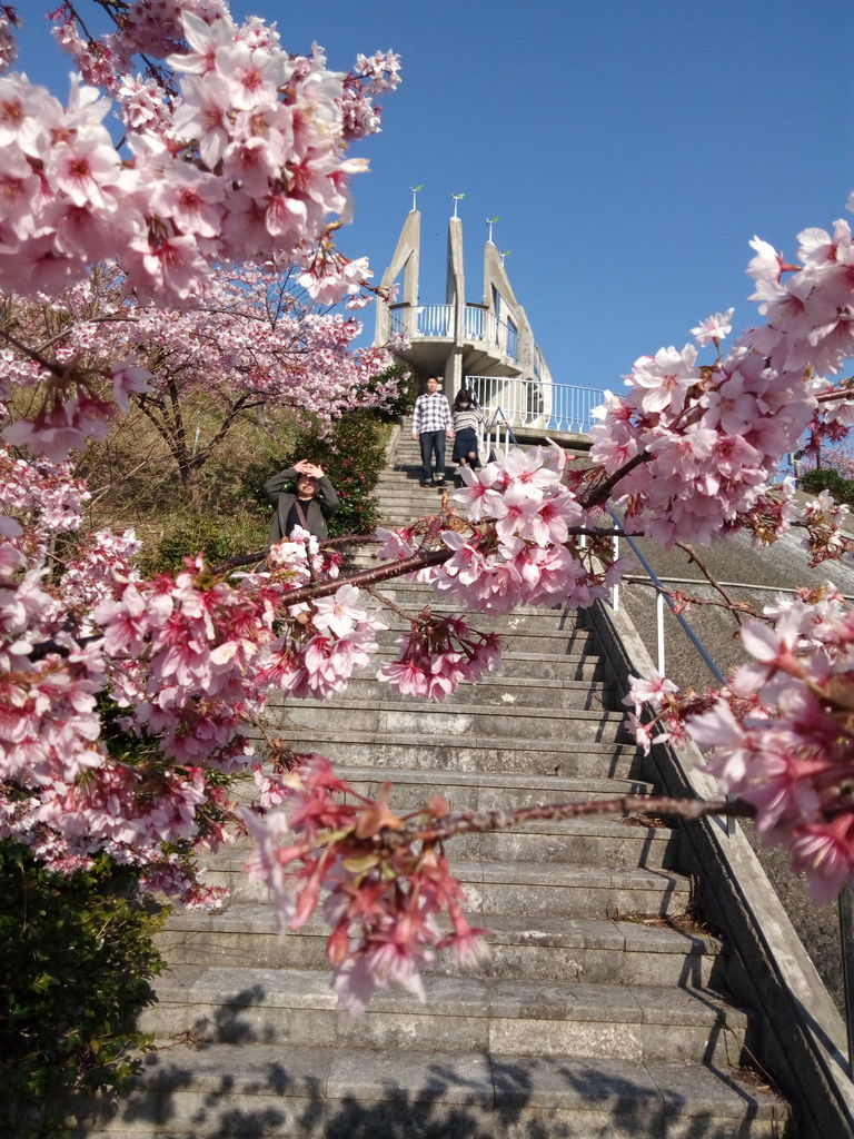 全国の河津桜 寒桜など 早咲き桜 スポット30選 ひと足早く春気分 2 じゃらんnet
