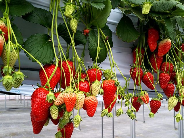 30�ʂ́A�H�ׂ�����(��)_���������@�܂���