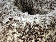 񂯂񂳂̃~X^[h[icAs^kVbv̓eʐ^1