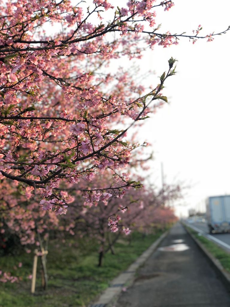 全国の河津桜 寒桜など 早咲き桜 スポット30選 ひと足早く春気分 2 じゃらんnet