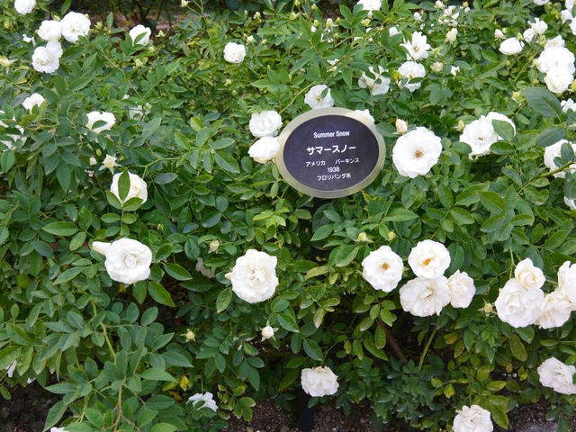 o̖OꂽD̂ł킩₷B_oyՌz