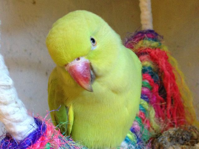 ����_���̂���J�t�F��ʖؓX