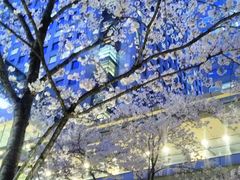 �q�t����̕i��Z���g�����K�[�f���ւ̓��e�ʐ^1