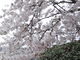 tosさんの羽高湖の桜の投稿写真1
